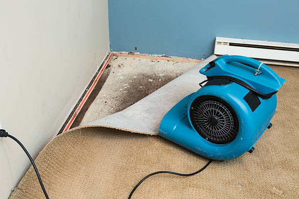 Best Professional water damage repair  in Paonia, CO